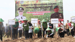 Kuatkan Ketahanan Pangan, Bupati Brebes Tanam Jagung di eks Lapangan Terbang TNI AD
